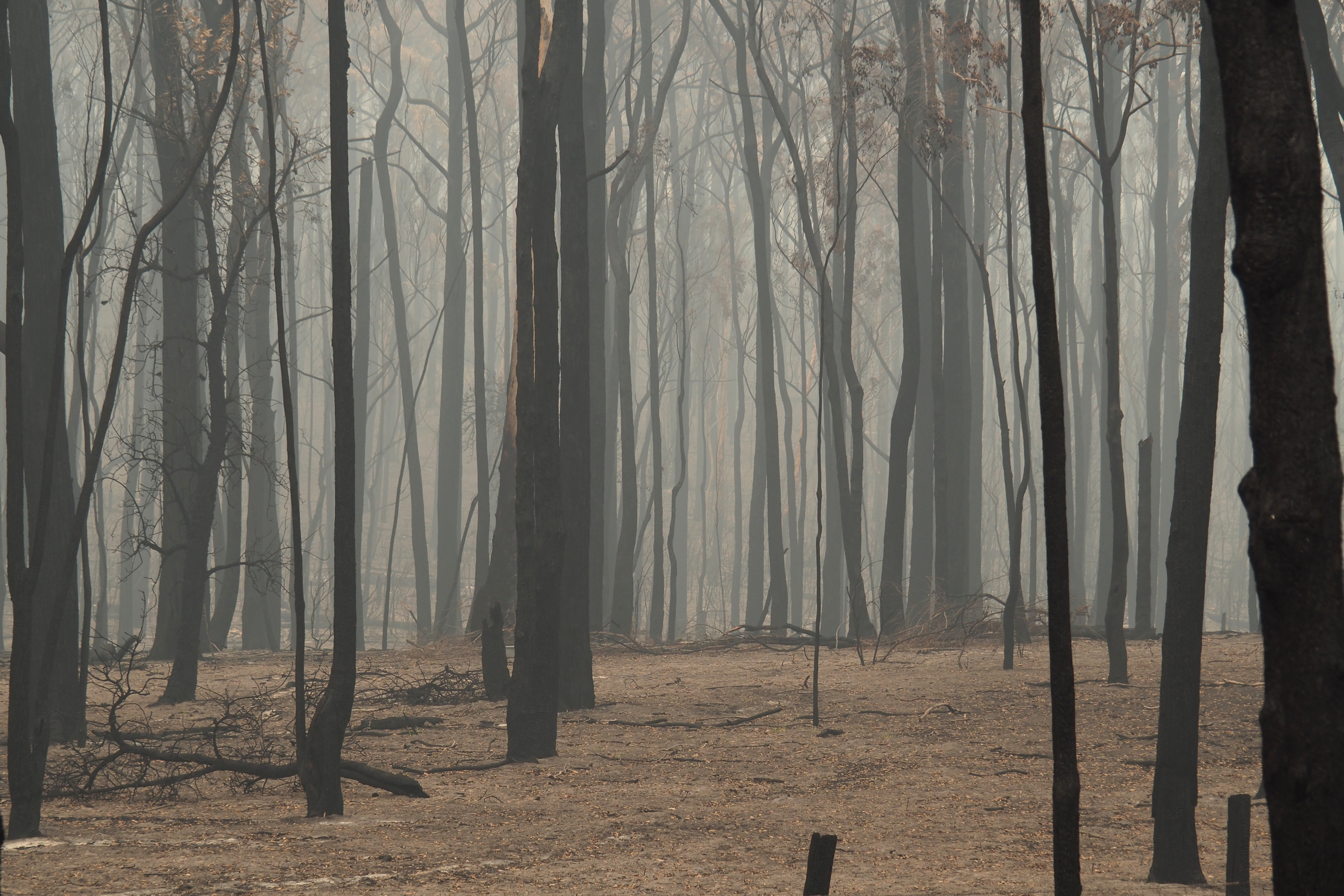 05 P1150513 Smoky Landscape, Sarsfield, Jan 15, '20.JPG