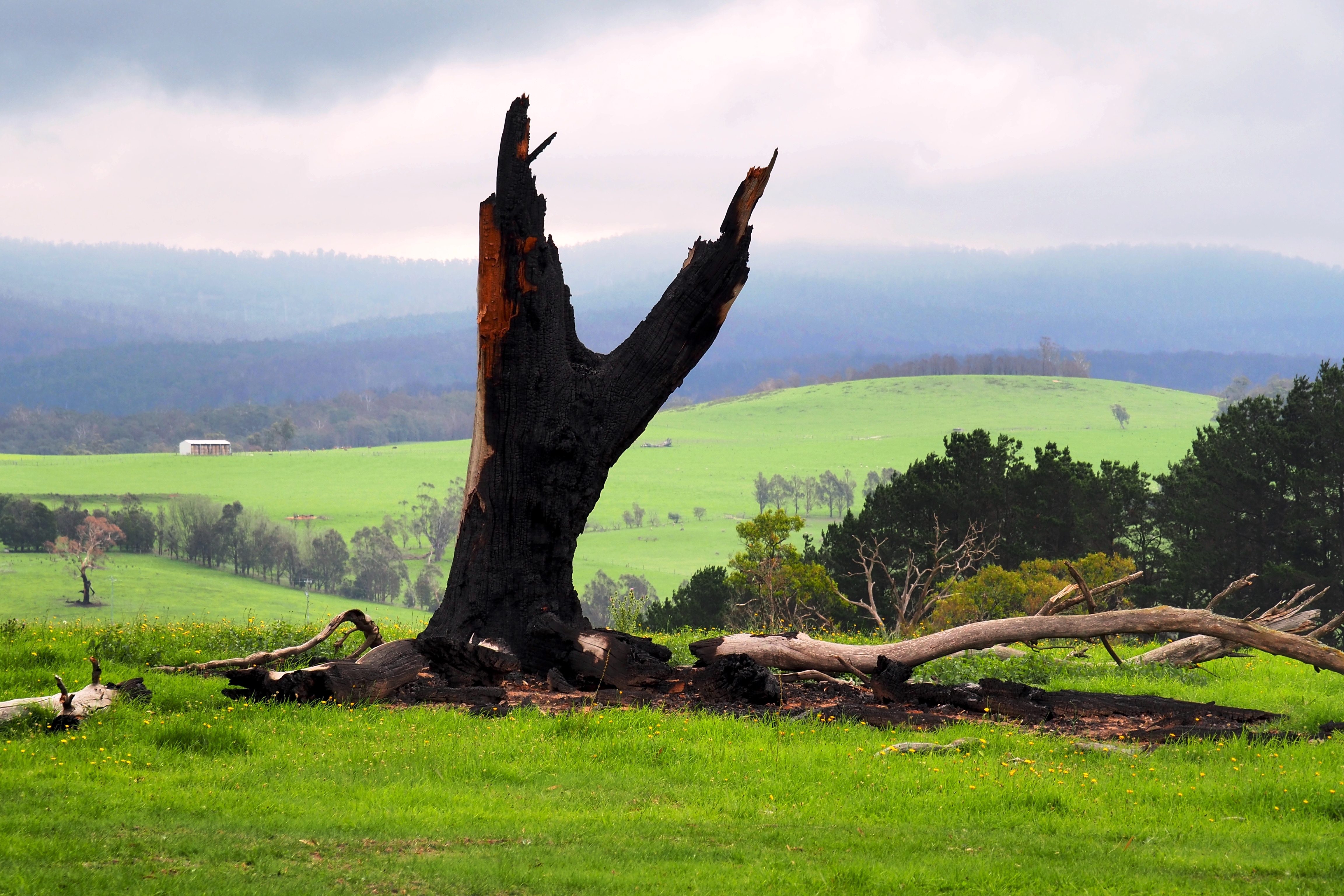 09 P2261691 Death & Life, Gelantipy, Feb 26, '20.JPG