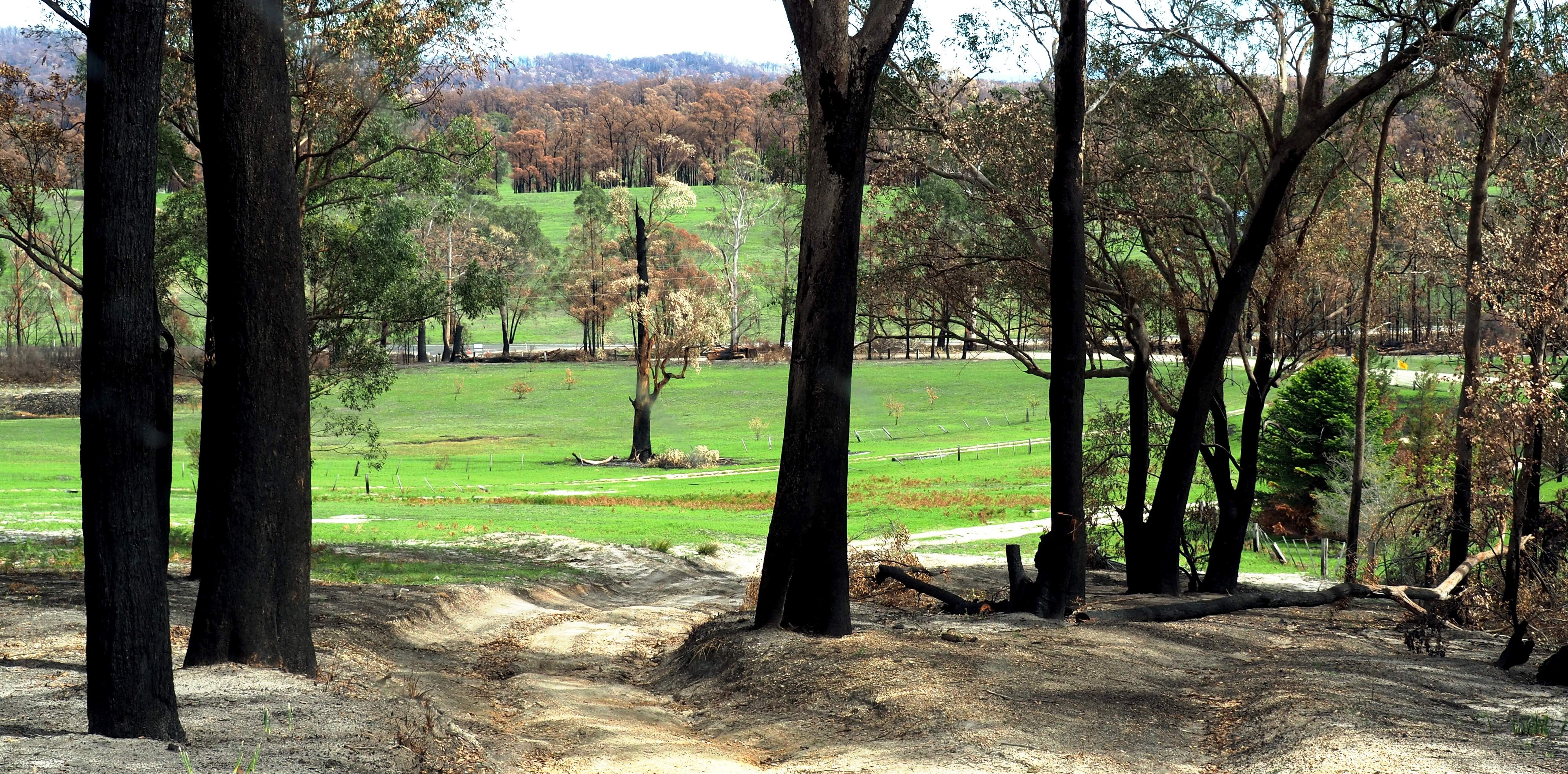 13 P1240589 Life returns after rain, Sarsfield, Jan 24, '20 large.JPG