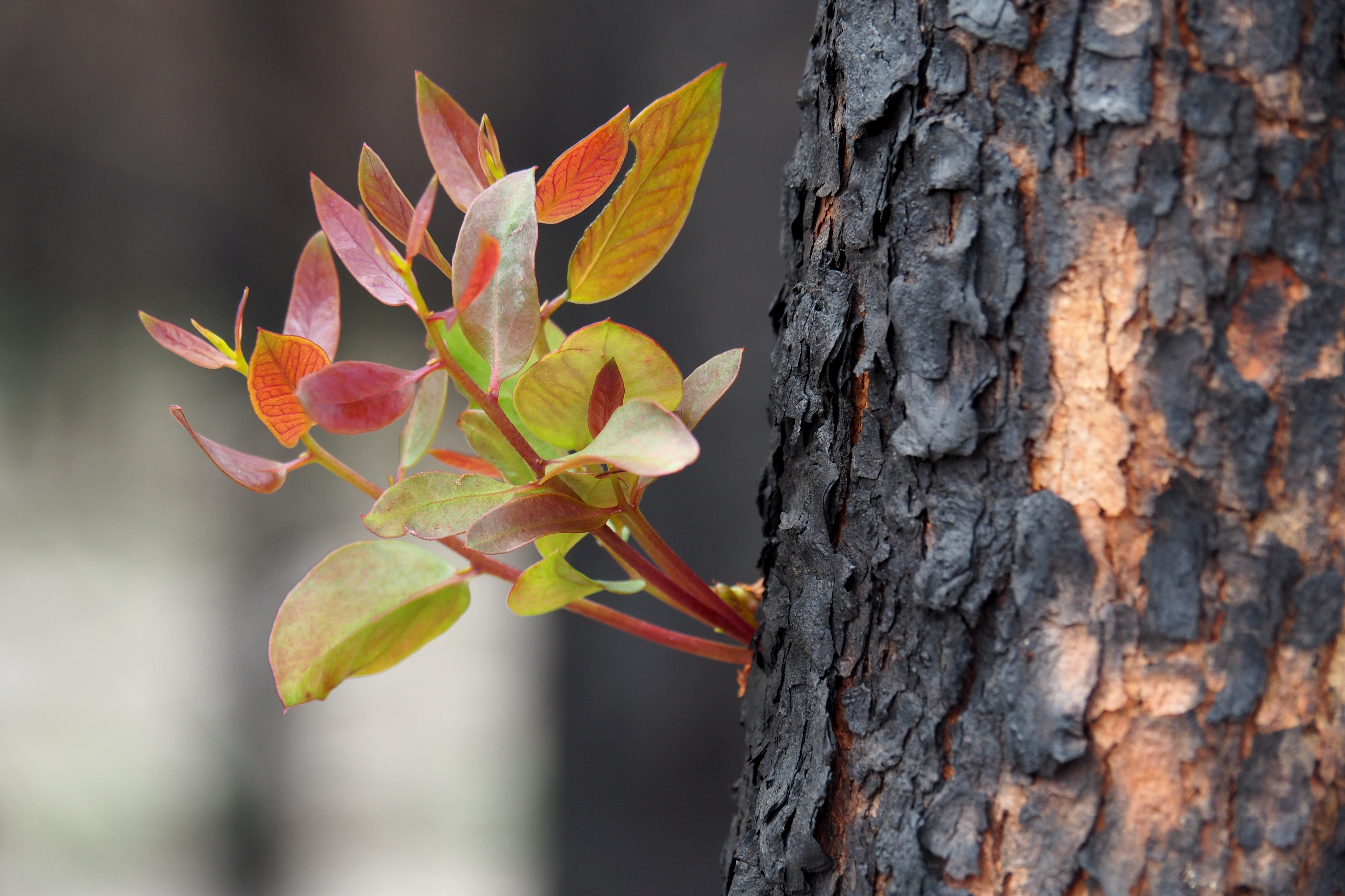 14 P2171301 Is this resurrection.JPG