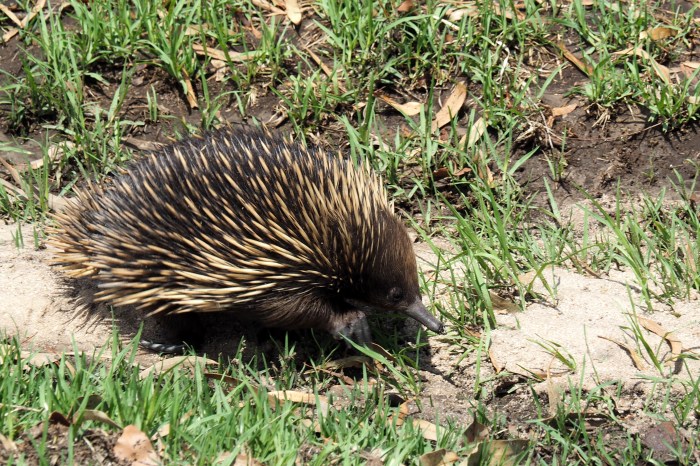 15 P1220525 Eric, Windsor Drive Echidna.JPG