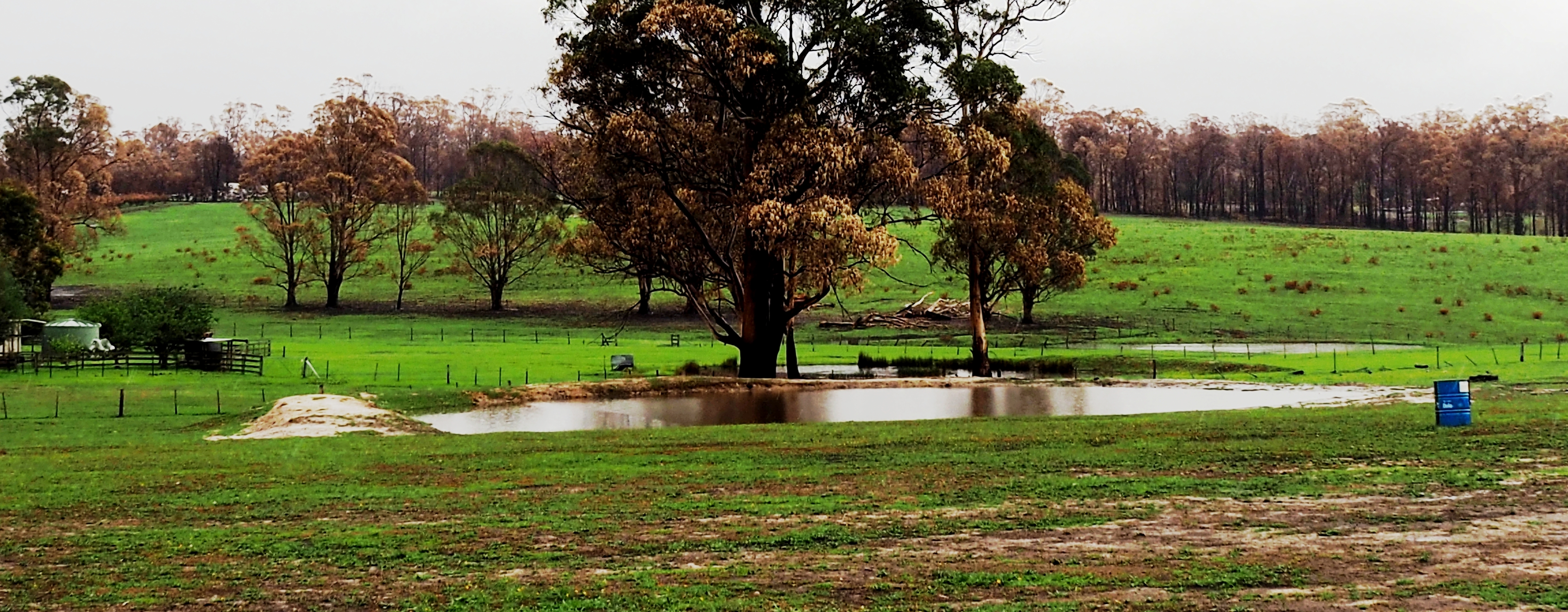 16 P1230570 130ml rain fills the dam, Sarsfield, Jan 23, '20.JPG