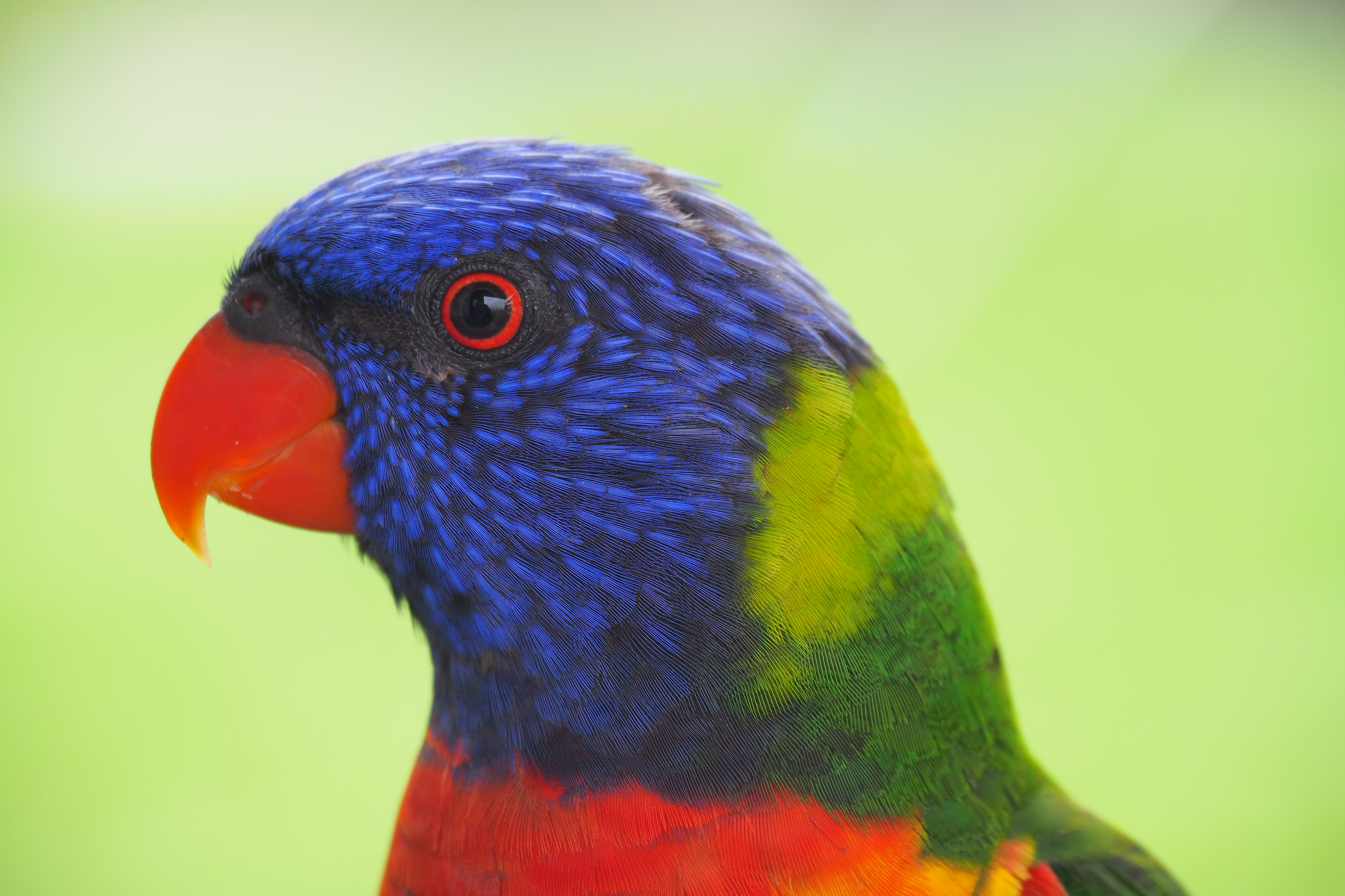 17 P2130940 Rainbow Lorikeet.JPG