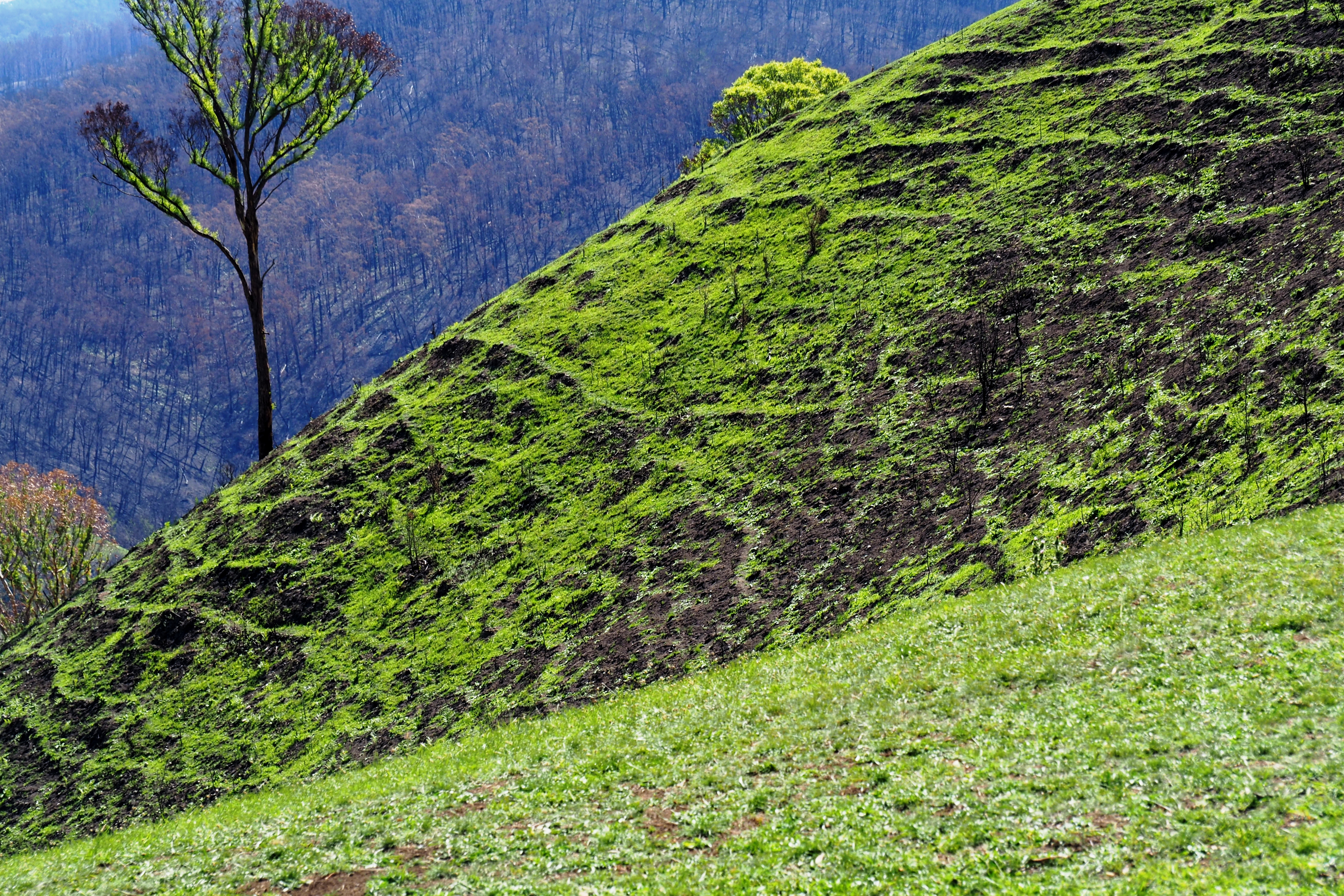 20 P2271805 Regrowth, Buchan Ridge, Feb 27, '20.JPG