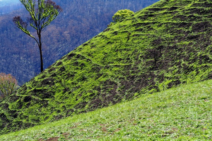 20 P2271805 Regrowth, Buchan Ridge, Feb 27, '20.JPG